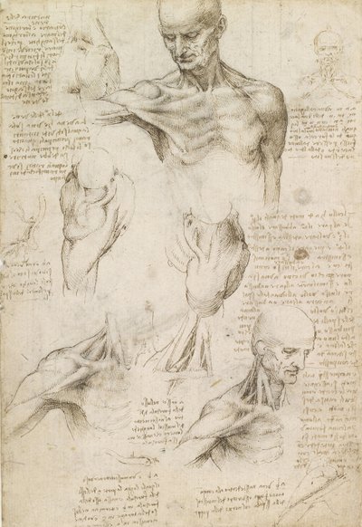 Superficial Anatomy of the Shoulder and Neck (recto) by Leonardo da Vinci